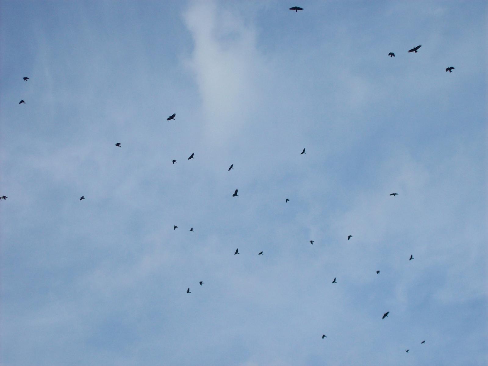 Zoom 18.10.2008-159.jpg